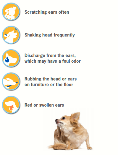 ear drops for dogs ears