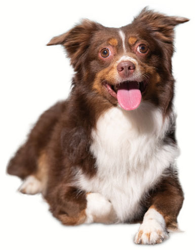 C E T Veggiedent Fr3sh Tartar Control Chews For Dogs Virbac